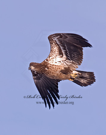 Haliaeetus leucocephalus  BALD EAGLE 6020119z