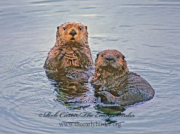 Enhydra lutris kenyoni  NORTHERN SEA OTTER 224211 z