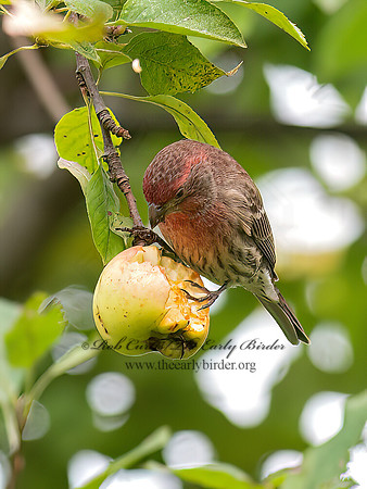 Haemorhous mexicanus HOUSE FINCH 6041574z