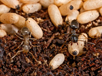 Lasius americanus CITRONELLA ANT 9090058z