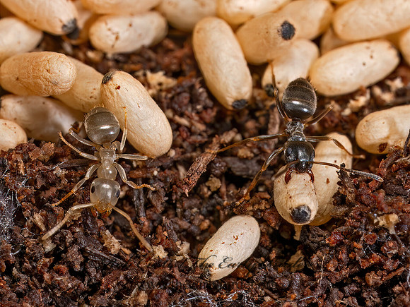 Lasius americanus CITRONELLA ANT 9090058z