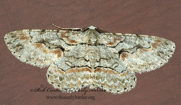 Iridopsis defectaria  BROWN-SHADED GRAY 5014213z