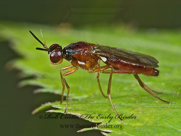 Loxocera cylindrica  RUST FLY 5013278z