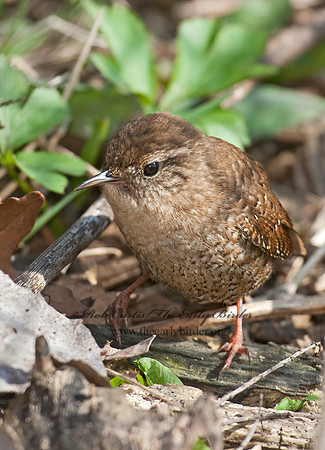 Troglodytes hiemalis  WINTER WREN 8033868z