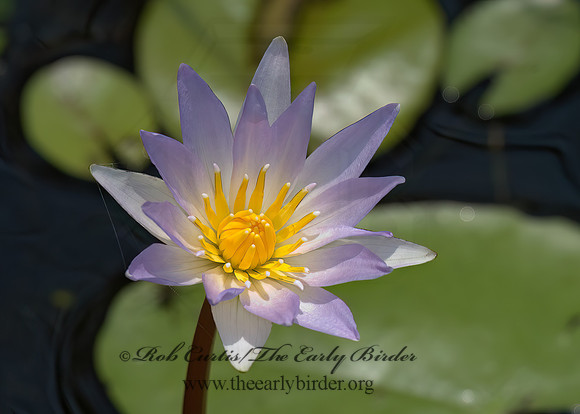 Nymphaea elegans  TROPICAL ROYAL BLUE WATERLILY 6022706z