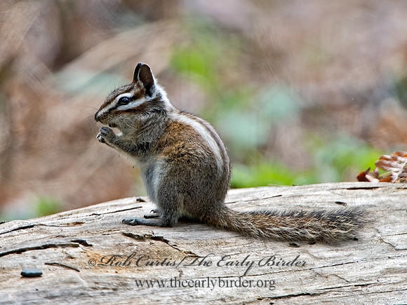Neotamias merriami  MERRIAM'S CHIPMUNK  9058643z