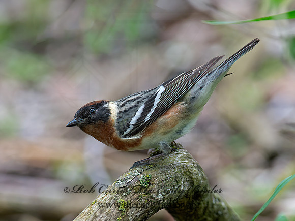 Setophaga castanea  BAY-BREASTED WARBLER 9063319z