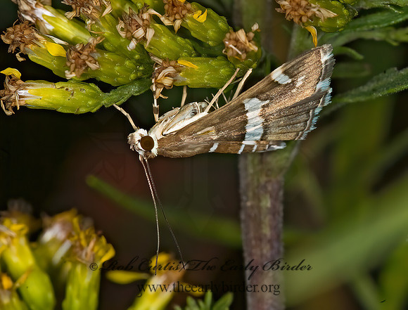 Spoladea recurvalis BEET WEBWORM MOTH 6016467z