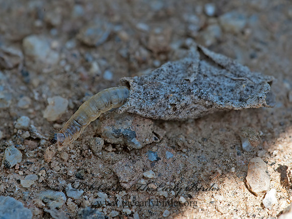Coleophoridae  CASEBEARING MOTH 8036122z
