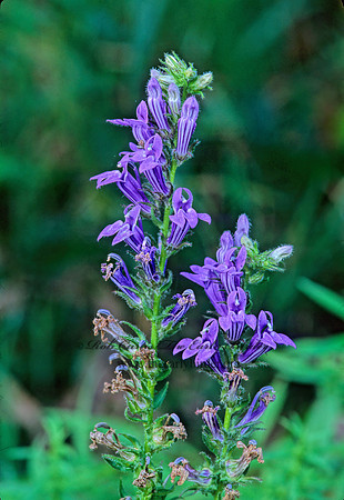 Lobelia siphilitica  GREAT BLUE LOBELIA 269136z