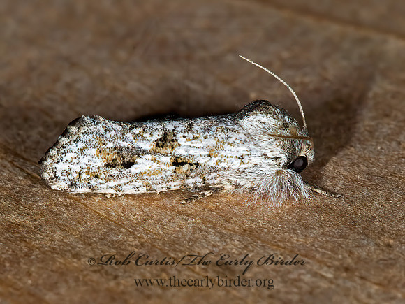 Amydria margoriella  BURROWING WEBWORM MOTH 7005631z