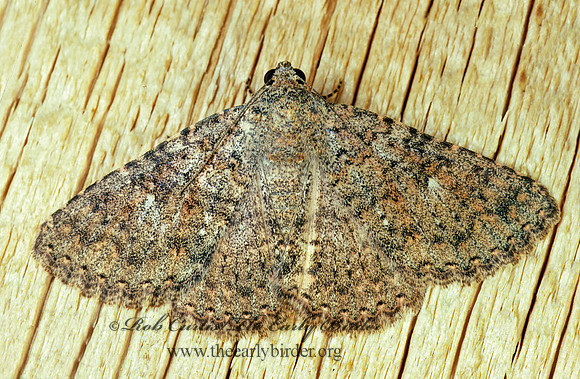 Matigramma rubrosuffusa OMOPTERINI EREBID MOTH 940006z