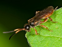 Phygadeuontini PHYGADEUONTINAE ICHNEUMON WASP 3013218z
