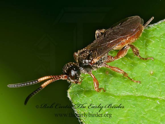 Phygadeuontini  PHYGADEUONTINAE ICHNEUMON WASP 3013218z