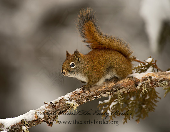 Tamiasciurus hudsonicus  AMERICAN RED SQUIRREL  9008488 z