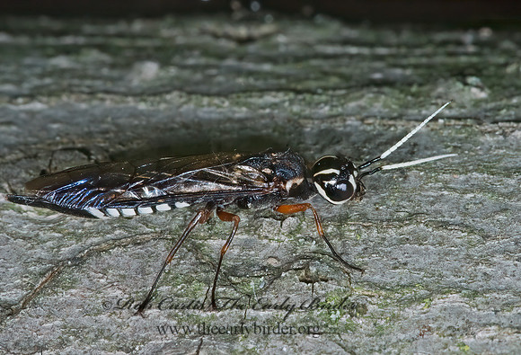 Xiphydria maculata 5008105z