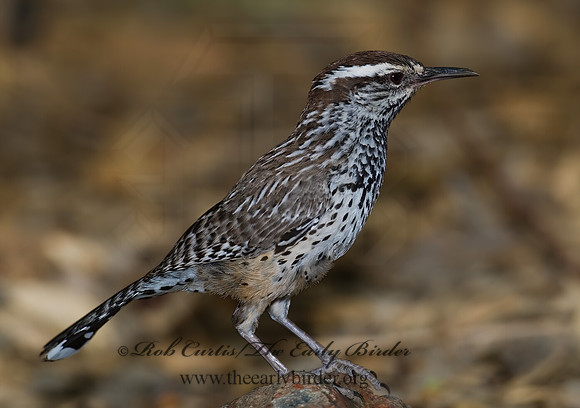 Campylorhynchos brunneicapillus  CACTUS WREN 6025375z