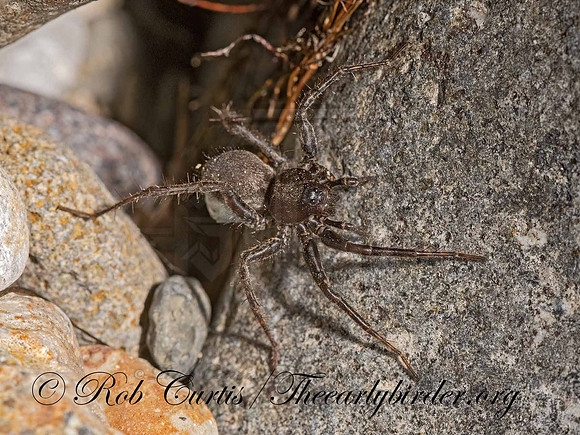 Pardosa  WOLF SPIDER 3024185z