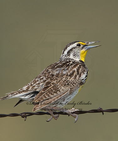 Sturnella neglecta  WESTERN MEADOWLARK 7011351z