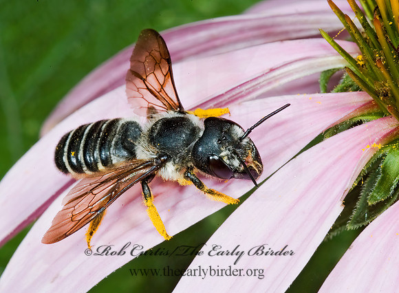 Megachile (Sayapis) 5011418z