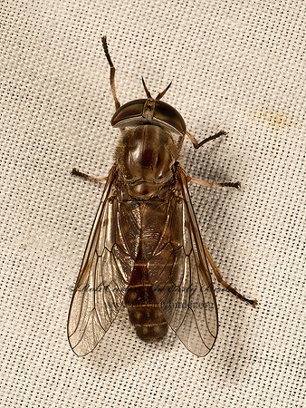 Tabanidae HORSE FLY  9051461z