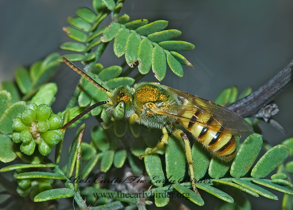 Agapostemon milliventris 7006300 z