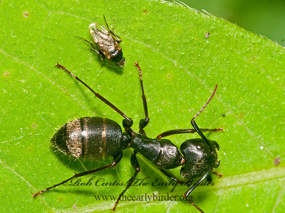 Rhyncophoromyia conica  SCUTTLE FLY 3015584z