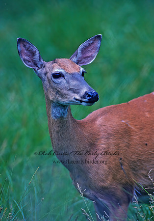 Odocoileus virginianus  WHITE-TAILED DEER 96219z