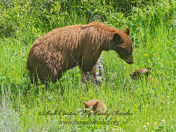 Ursus americanus  BLACK BEAR 9061355z