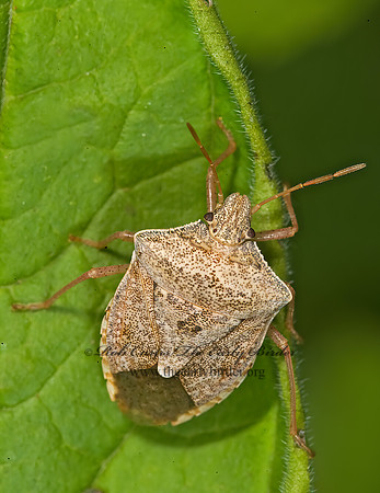 Euschistus servus 8006483~z