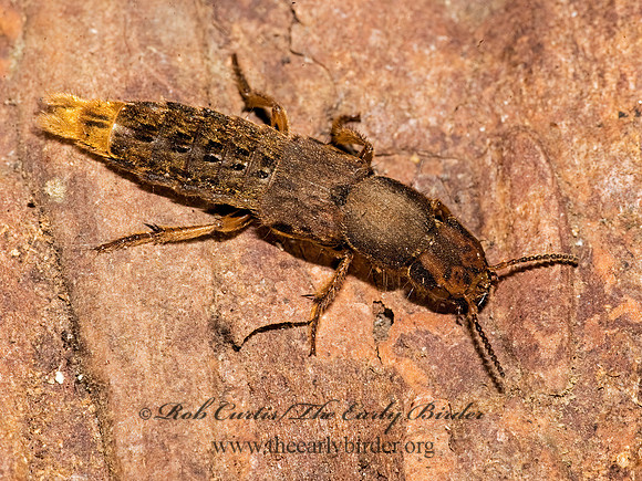 Platydracus maculosus 8015453z