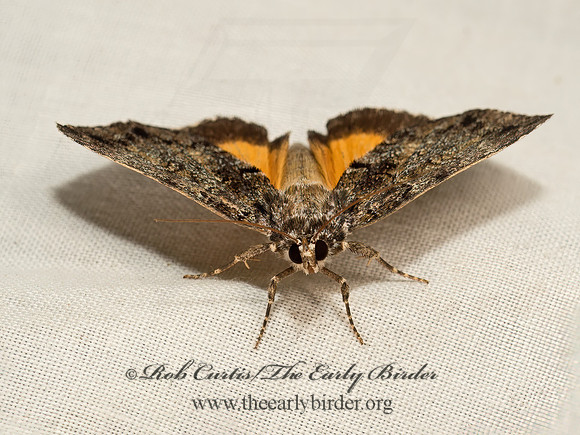 Allotria elonympha  FALSE UNDERWING 9048597z