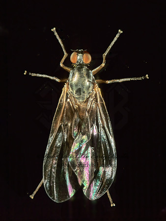 Rhamphomyia  DANCE FLY 1114603z
