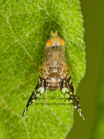 Euaresta bella FRUIT FLY 8033065z