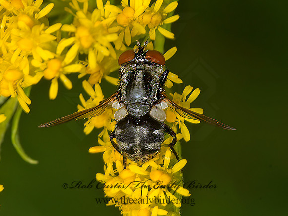 Gymnoclytia occidua  TACHINID FLY  9040658z