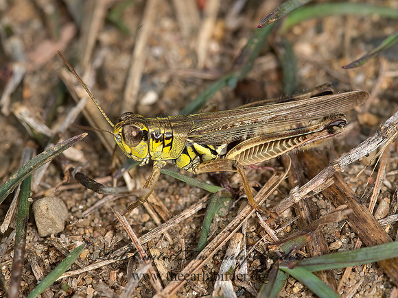 Melanoplus femurrubrum RED-LEGGED GRASSHOPPER 9041039z