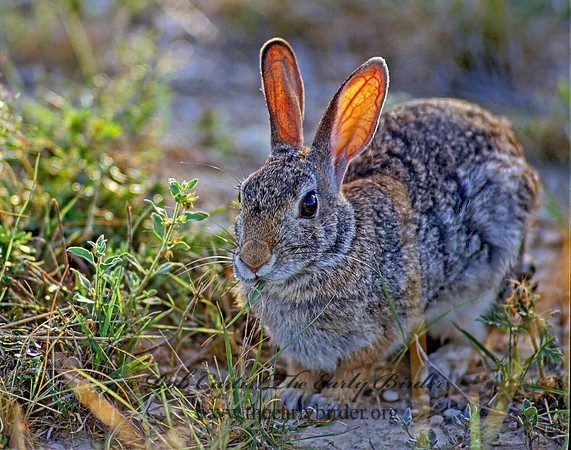 Sylvilagus auduboni  DESERT COTTONTAIL 55329z