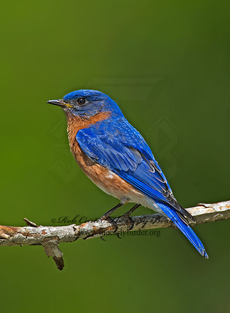 Sialia sialis  EASTERN BLUEBIRD 6003831z