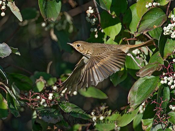 Catharus guttatus  HERMIT THRUSH 9015462z