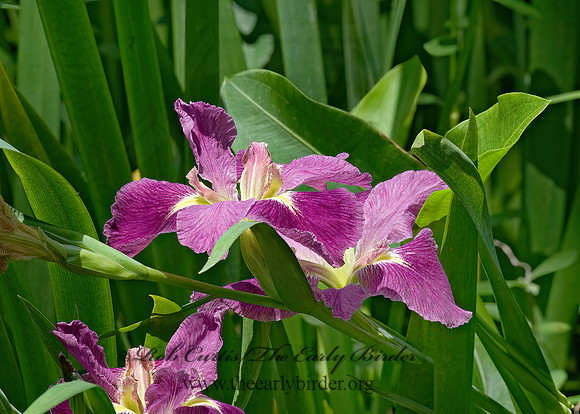 Iris (Hexagonae)  LOUISIANA IRIS 6022444z
