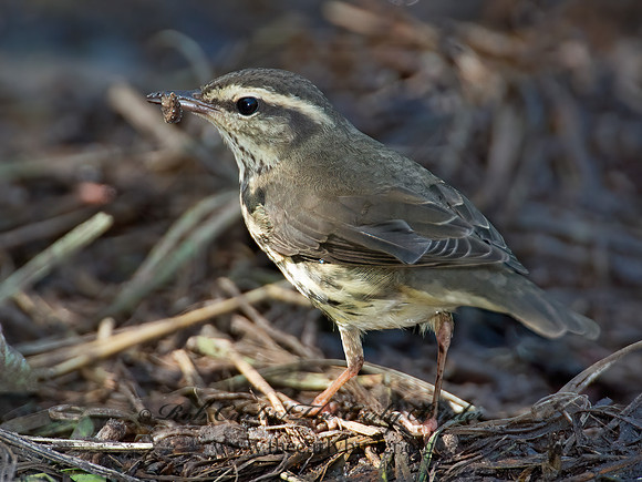 Parkesia noveboracensis  NORTHERN WATERTHRUSH 9005309z