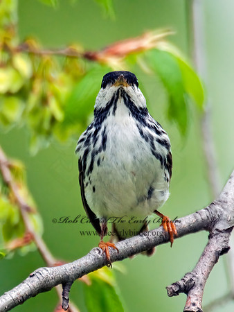 Setophaga striata  BLACKPOLL WARBLER 3007773z