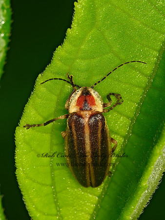 Photuris  FIREFLY 1304668z