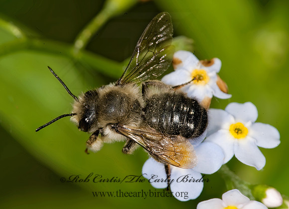 Megachile gemula 8015247 Mz
