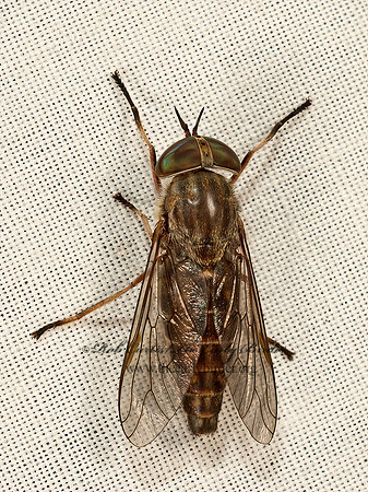 Tabanus sackeni  HORSE FLY 9048632z