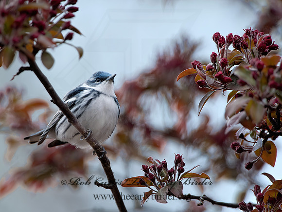 Setophaga cerulea  CERULEAN WARBLER 9037247z