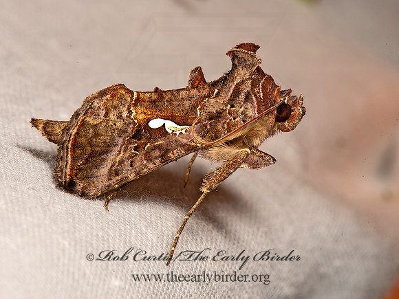 Autographa precationis  COMMON LOOPER 9066458z