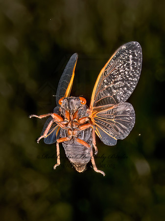Magicicada cassinii CASSIN'S CICADA 9089319z