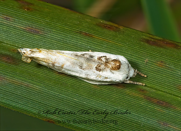 Antaeotricha schlaegeri SCHLAEGER'S FRUITWORM MOTH  5012858z