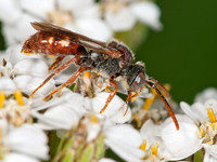 Nomada ruficornis grp NOMAD BEE 3013754z